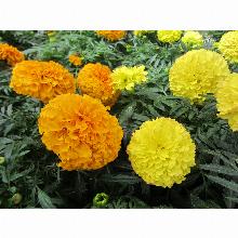 Нажмите чтобы увеличить изображение