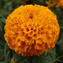 Нажмите чтобы увеличить изображение