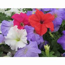 Нажмите чтобы увеличить изображение