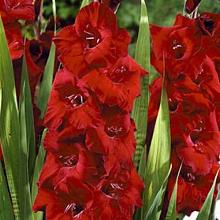 ГЛАДИОЛУС ЗОРРО 3шт-пакет