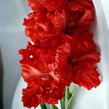 ГЛАДИОЛУС МАСКАГНИ 3шт-пакет