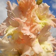 ГЛАДИОЛУС РУМБА-РАФФЛ 3шт-пакет