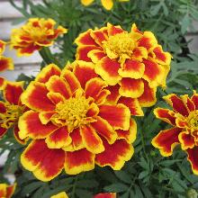 РАССАДА ТАГЕТИС ОТКЛОНЕННЫЙ НИЗКИЙ  кассета-6шт