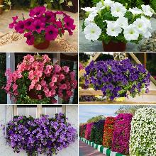 РАССАДА ПЕТУНИЯ АМПЕЛЬНАЯ кассета-4шт