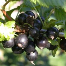 СМОРОДИНА ЧЕРНАЯ ЭКЗОТИКА горшок-с3