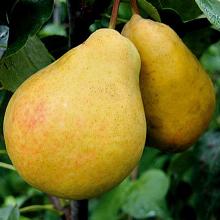 ГРУША ЛАДА пакет