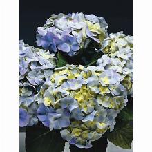 Нажмите чтобы увеличить изображение