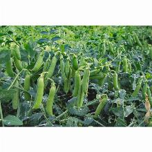 ГОРОХ ДЕЛИКАТЕСНЫЙ ЛЕТО 20 Г нк