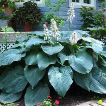 ХОСТА БИГ ДЕДДИ горшок-с1