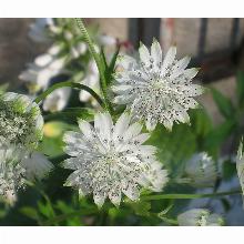 АСТРАНЦИЯ МАЙОР СНОУ СТАР горшок-с1