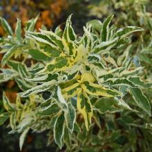 БУЗИНА ЧЕРНАЯ ВАРИЕГАТА МАДОННА горшок-d14