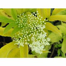 Нажмите чтобы увеличить изображение