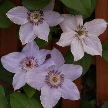 КЛЕМАТИС СТИЛ ВОТЕРС горшок-с1