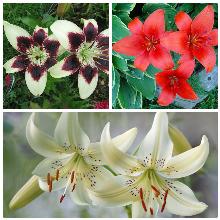 ЛИЛИЯ АЗИАТСКИЙ ГИБРИД горшок-с1