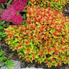 Нажмите чтобы увеличить изображение