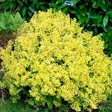 БАРБАРИС ТУНБЕРГА БОНАНЗА ГОЛД горшок-с3