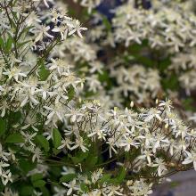 КЛЕМАТИС МАНЬЧЖУРСКИЙ горшок-p9