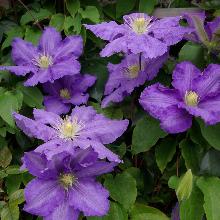 КЛЕМАТИС ЛАЗУРШТЕРН горшок-p9