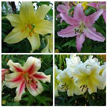 ЛИЛИЯ ВОСТОЧНЫЙ ГИБРИД горшок-с1