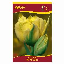 ТЮЛЬПАН МОНТЕ КАРЛО 5шт-карточка