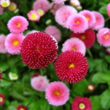 МАРГАРИТКА ПОМПОННАЯ СМЕСЬ горшок-с1