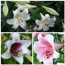 ЛИЛИЯ ОТ, ЛО ГИБРИД горшок-с1