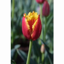 Нажмите чтобы увеличить изображение