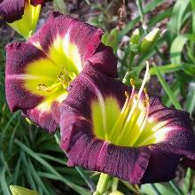 ЛИЛЕЙНИК НАЙТ БЕКОН горшок-с3