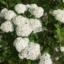 СПИРЕЯ НИППОНСКАЯ СНОУМОНД горшок-с1