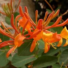 ЖИМОЛОСТЬ КАПРИФОЛЬ МАНДАРИН горшок-p9