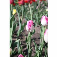 Нажмите чтобы увеличить изображение