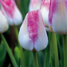 Нажмите чтобы увеличить изображение