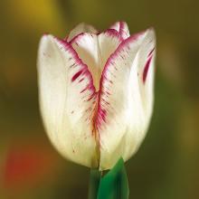 Нажмите чтобы увеличить изображение