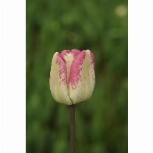 Нажмите чтобы увеличить изображение