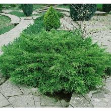 МОЖЖЕВЕЛЬНИК СРЕДНИЙ ПФИТЦЕРИАНА КОМПАКТА горшок-с3