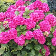 ГОРТЕНЗИЯ КРУПНОЛИСТНАЯ КИНГ ГЕОРГ горшок-с7,5