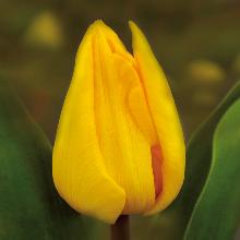 Нажмите чтобы увеличить изображение