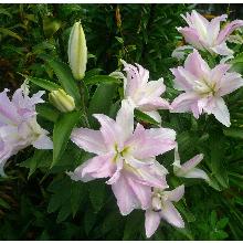 ЛИЛИЯ МИСС ЛЮСИ горшок-с1