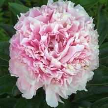 ПИОН СВИТ СИКСТИН пакет