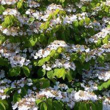 КАЛИНА СКЛАДЧАТАЯ ЛАНАРТ горшок-p9