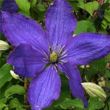 КЛЕМАТИС РАПСОДИ горшок-p9