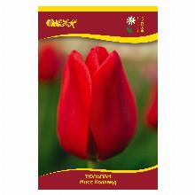 ТЮЛЬПАН МИСС ХОЛЛАНД 5шт-карточка