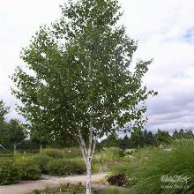 БЕРЕЗА ПОЛЕЗНАЯ горшок-с2