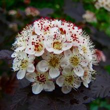 ПУЗЫРЕПЛОДНИК КАЛИНОЛИСТНЫЙ АРТРОПУРПУРЕА горшок-с27