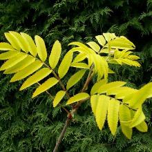 РЯБИНА АУРЕА горшок-с15