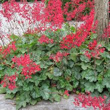 ГЕЙХЕРА ГИБРИДНАЯ КОЛОР КЛУД окс