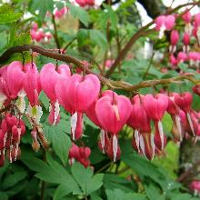 ДИЦЕНТРА ВЕЛИКОЛЕПНАЯ окс