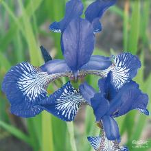 ИРИС СИБИРСКИЙ ГОЛУБОЙ окс
