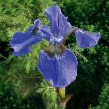 ИРИС СИБИРСКИЙ ПАПИЛЬОН окс