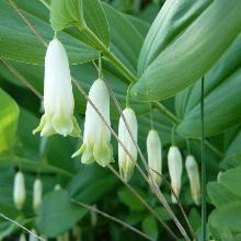 КУПЕНА   окс